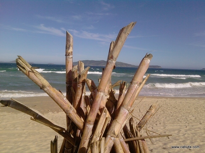 Bambus na Praia do Pero
